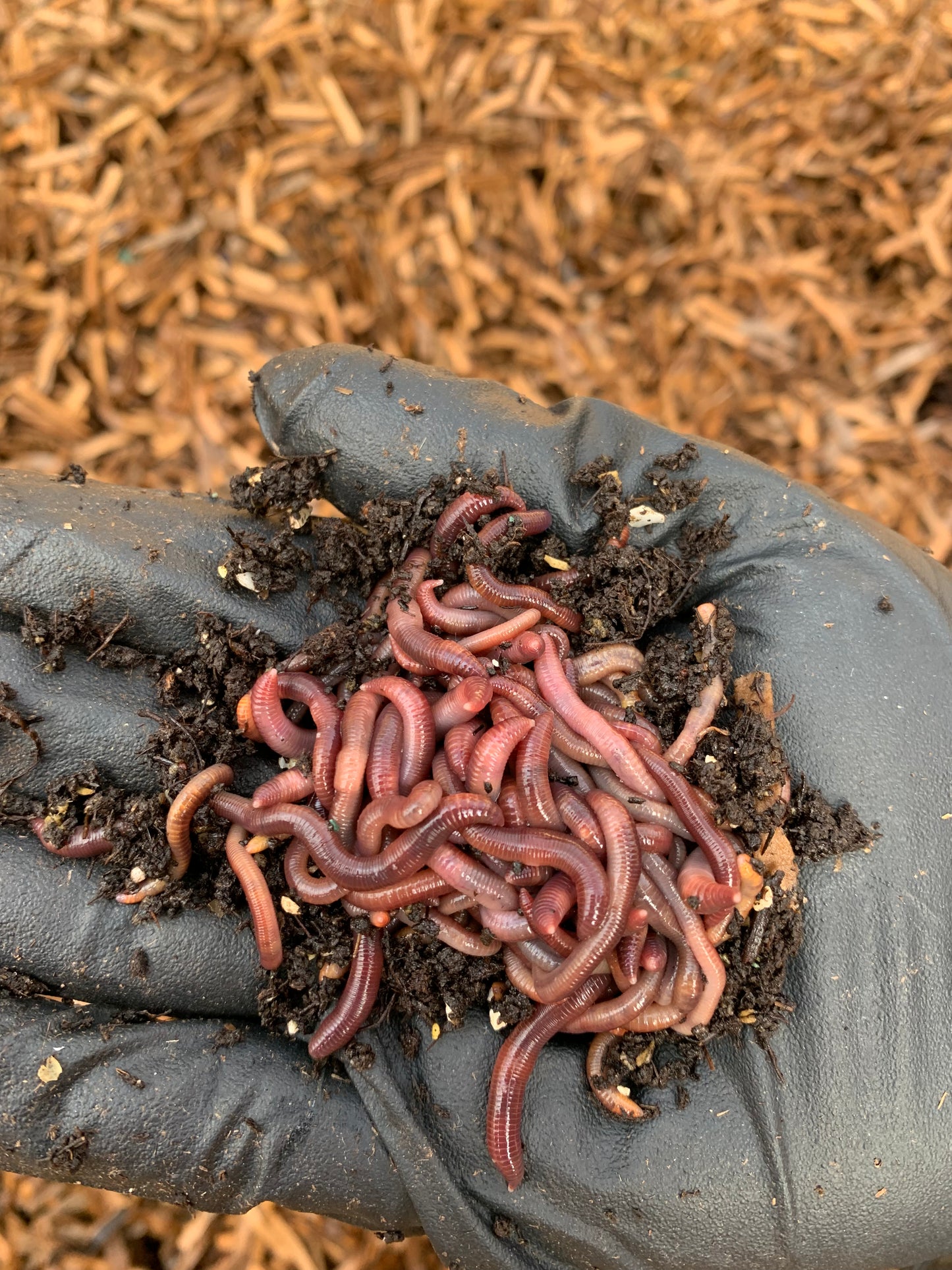 Red Wigglers (Eisenia fetida) by the Pound