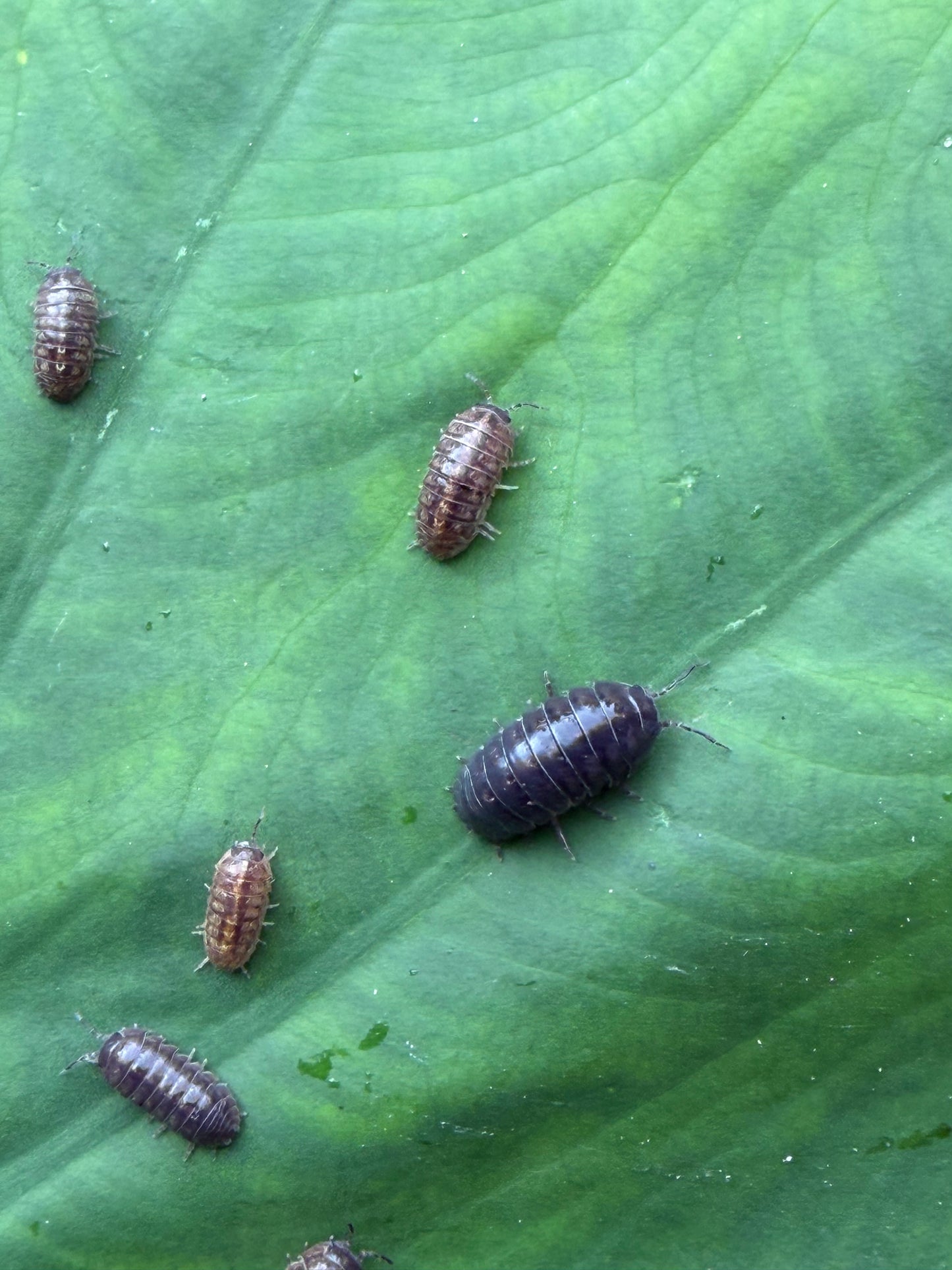 Live Pill Bug / Roly Poly - 50 count