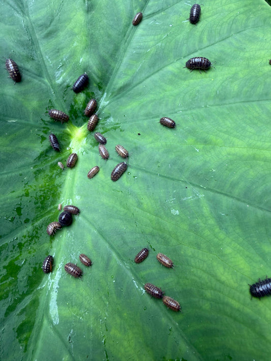Live Pill Bug / Roly Poly - 50 count