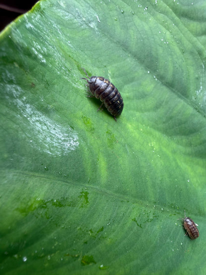 Live Pill Bug / Roly Poly - 50 count