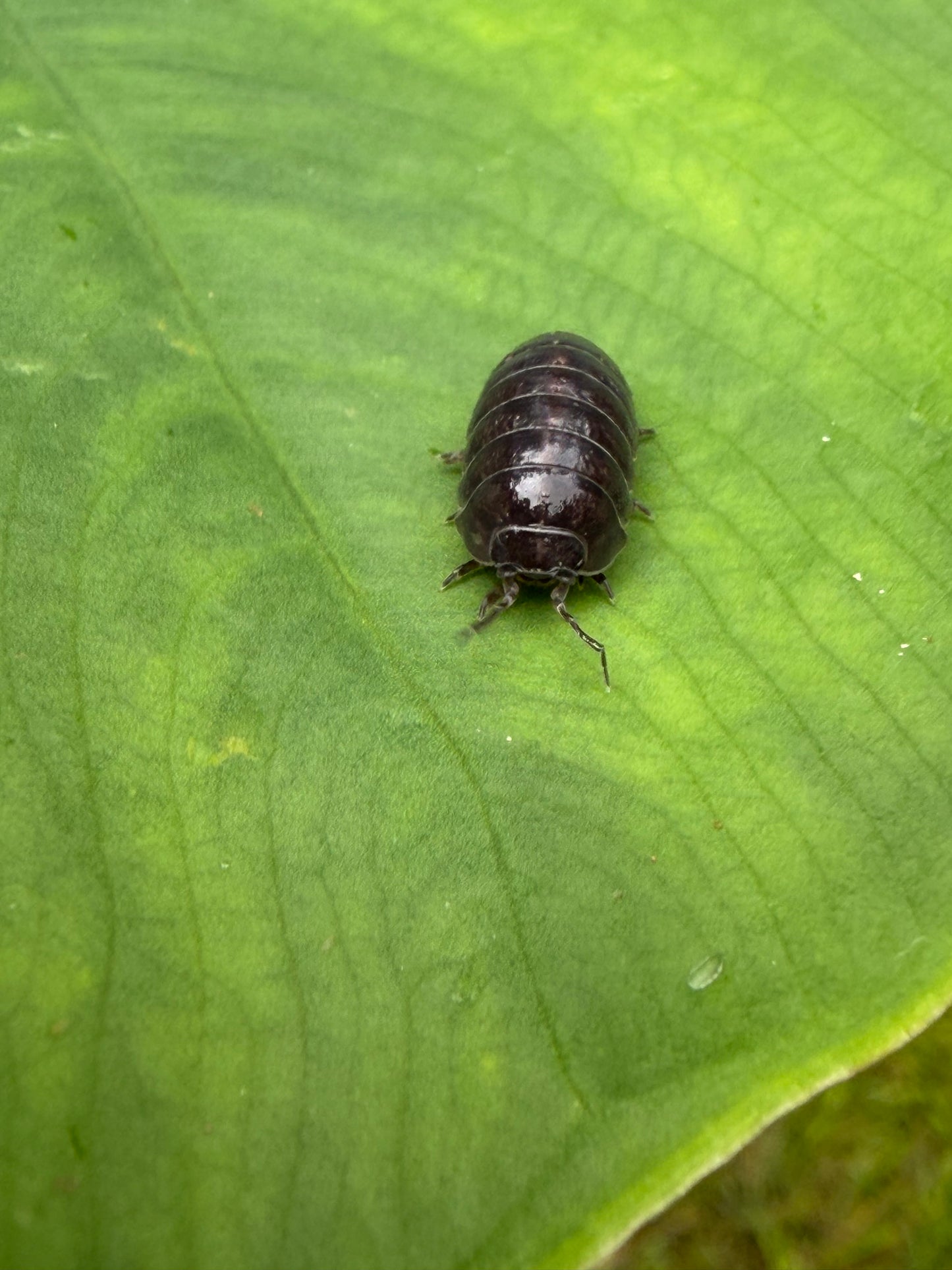 Live Pill Bug / Roly Poly - 50 count