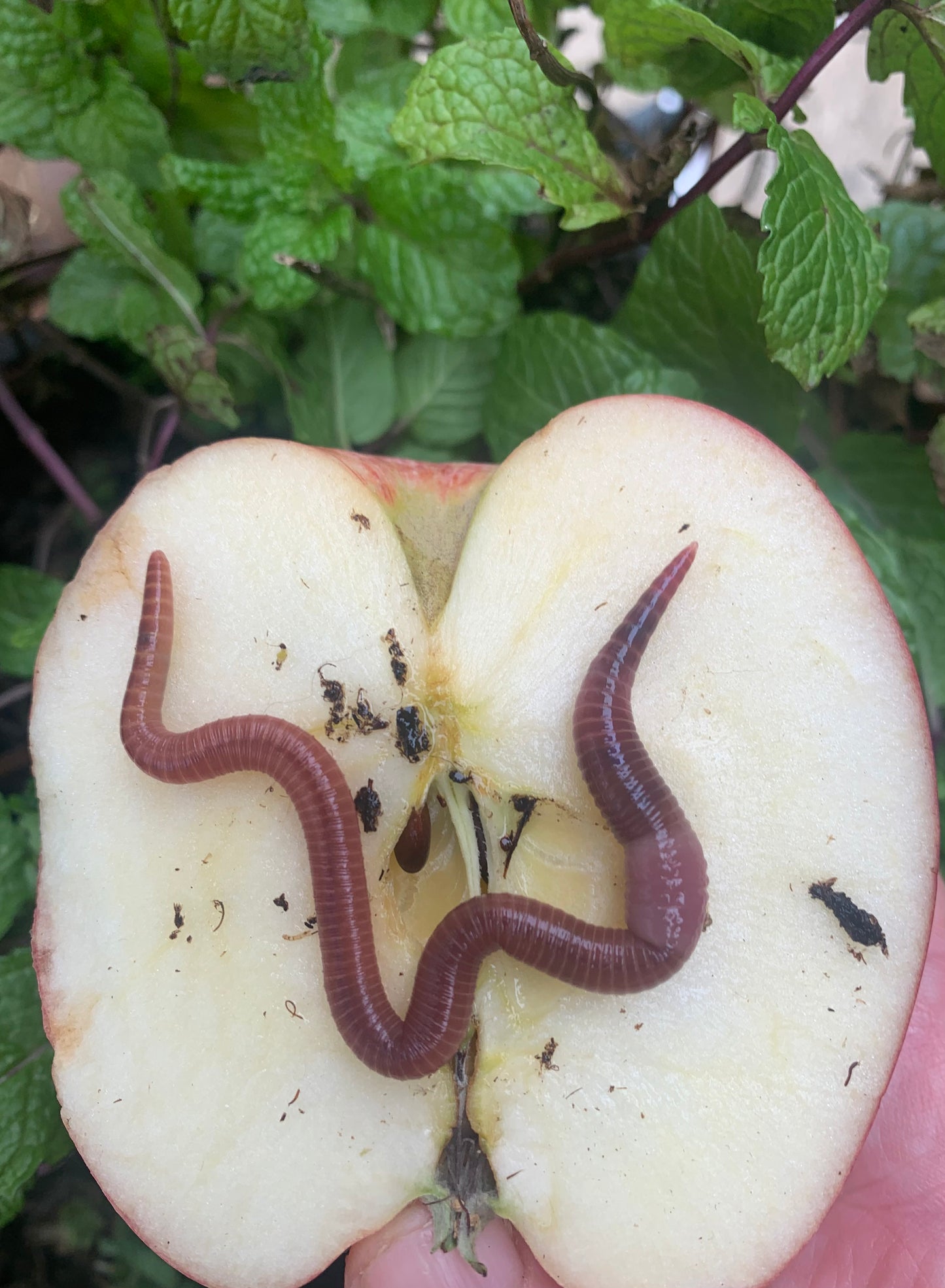 Red Wigglers (Eisenia fetida) by the Pound