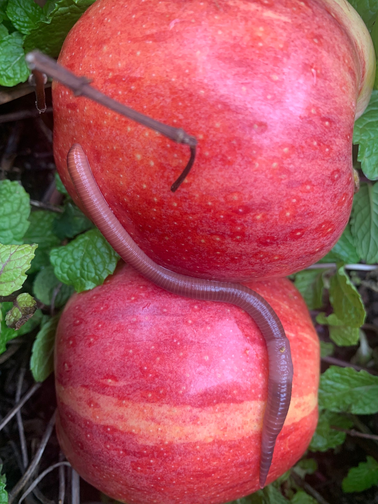 Red Wigglers (Eisenia fetida) by the Pound