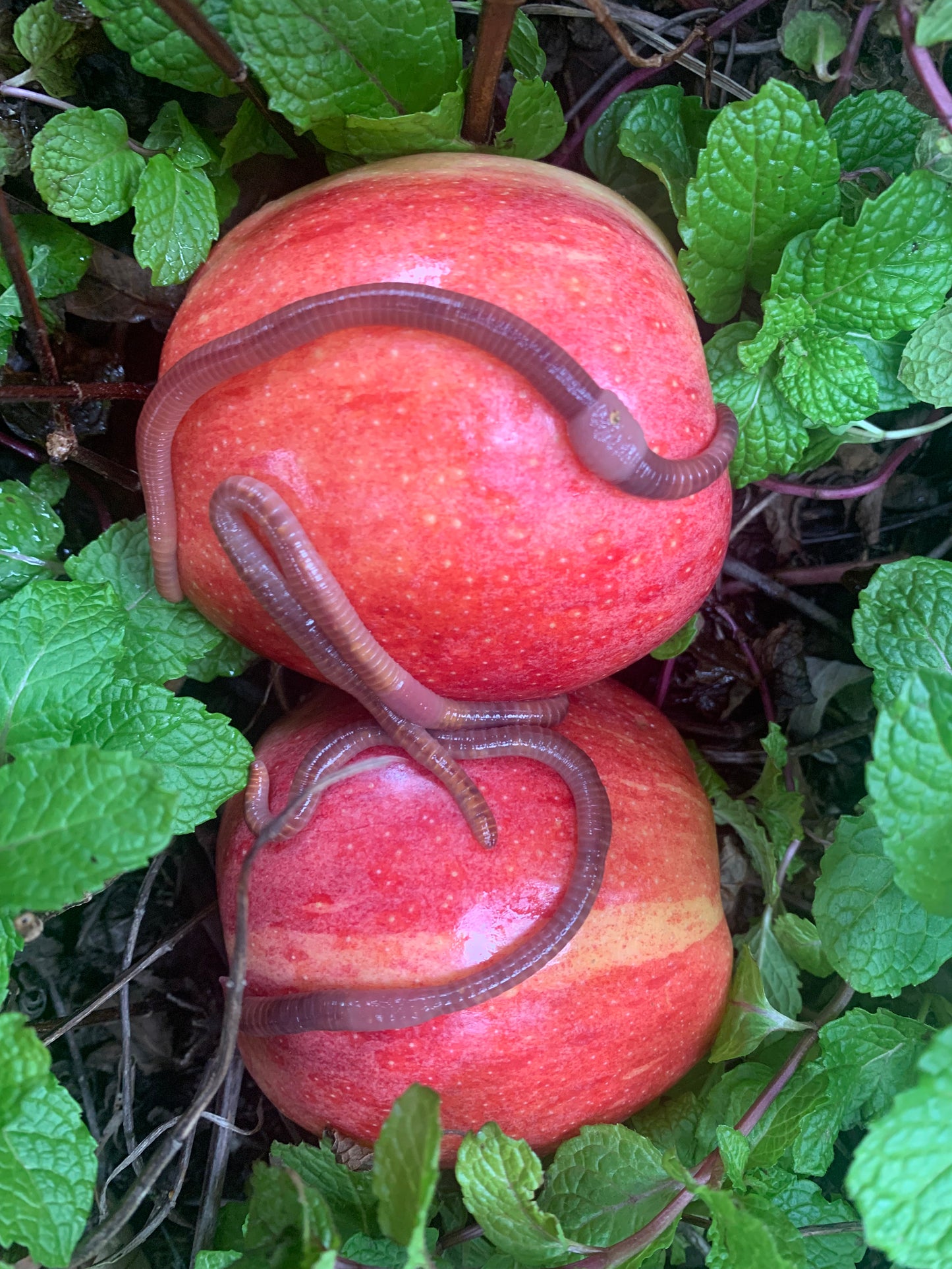 Red Wigglers (Eisenia fetida) by the Pound