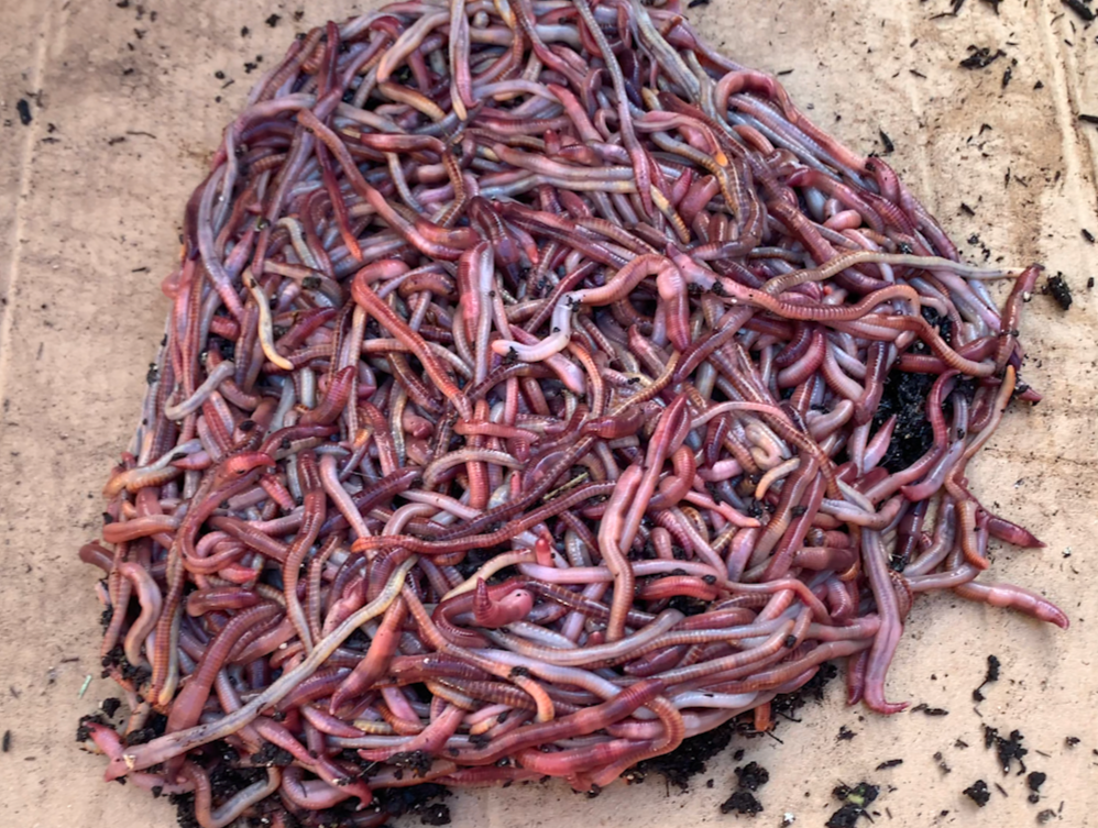 Red Wigglers (Eisenia fetida) by the Pound